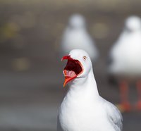 * Stoppen met schreeuwen * * Stoppen met schreeuwen *